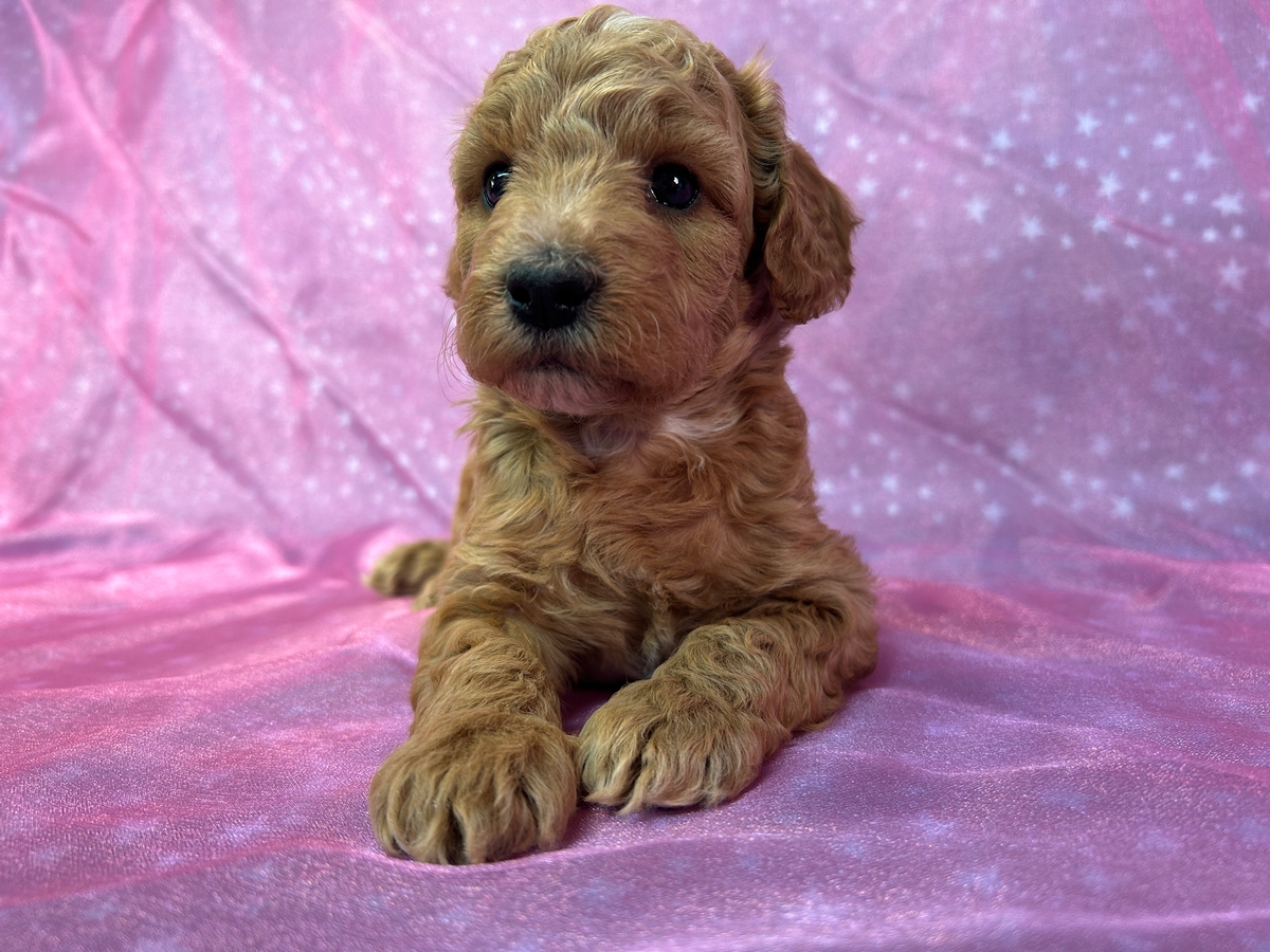 Male Mini Schnoodle Pup for Sale DOB 1-26-2025 $950